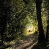 Woodland Walks at The Tranquil Otter