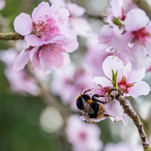 Busy Bees: Welcoming Spring